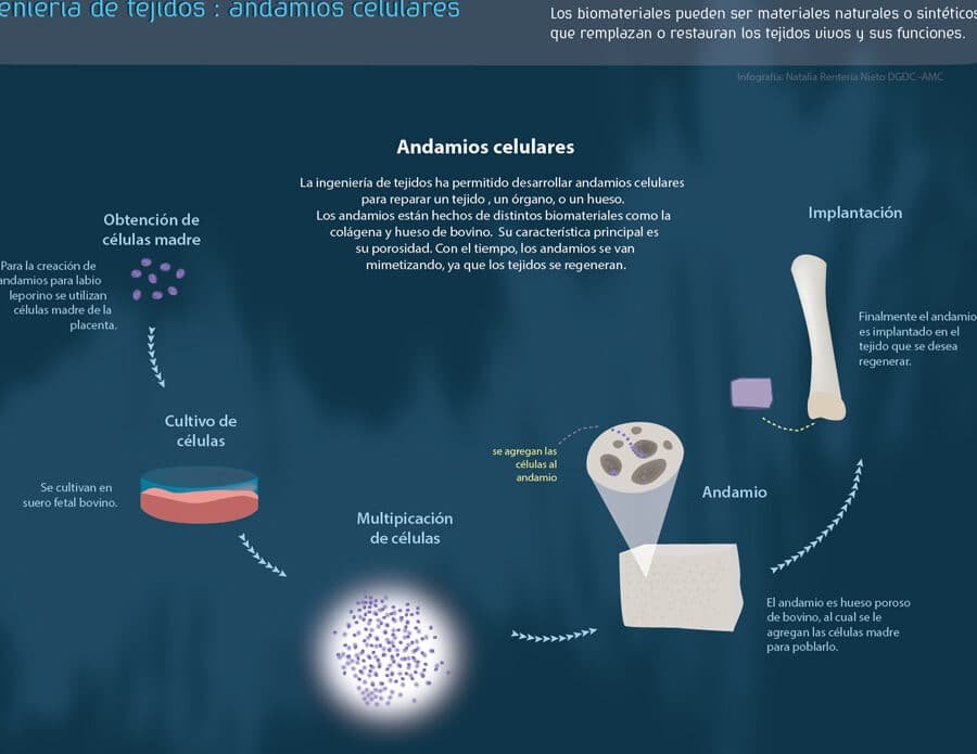 andamios-biologicos-para-el-crecimiento-de-celulas-madre