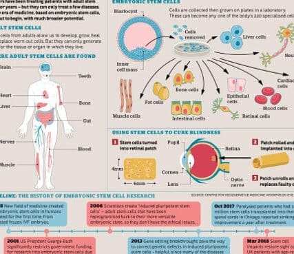 avances-en-la-regeneracion-de-la-retina-con-celulas-madre