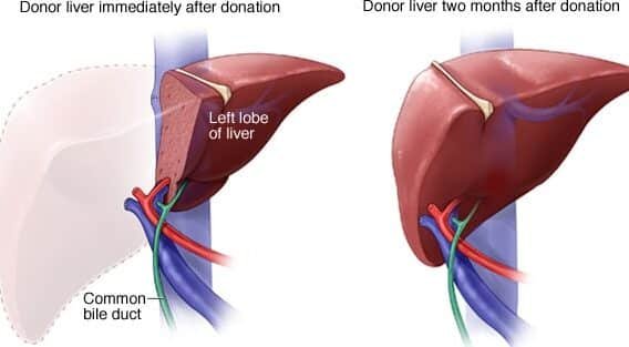 bioingenieria-aplicada-a-la-regeneracion-del-higado