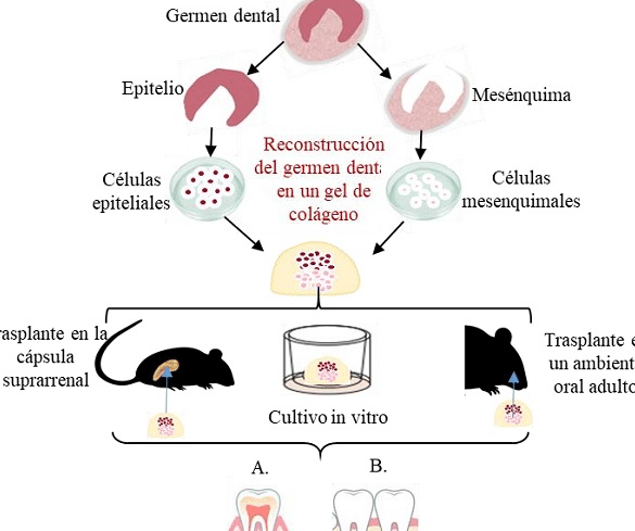 bioingenieria-dental-hacia-la-regeneracion-de-dientes-naturales
