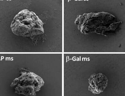 bioingenieria-para-la-liberacion-controlada-de-hormonas