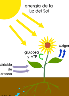 como-la-bioingenieria-imita-la-fotosintesis-para-oxigenar-tejidos