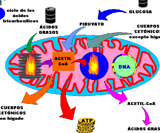 como-la-terapia-genica-aborda-las-enfermedades-mitocondriales