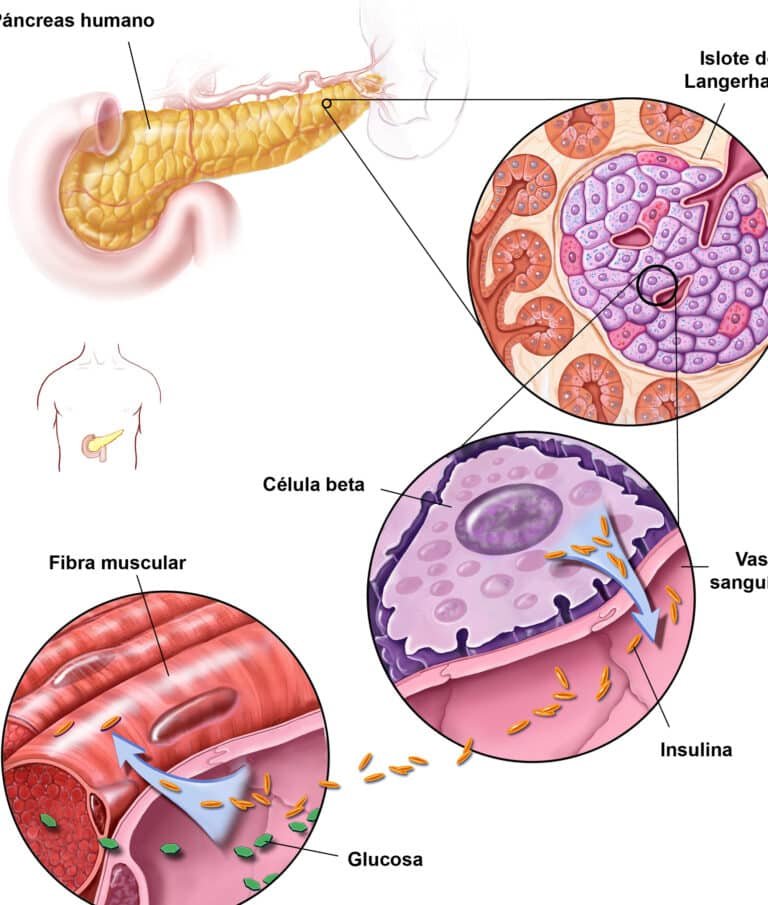 como-las-celulas-madre-podrian-revertir-la-diabetes-tipo-1