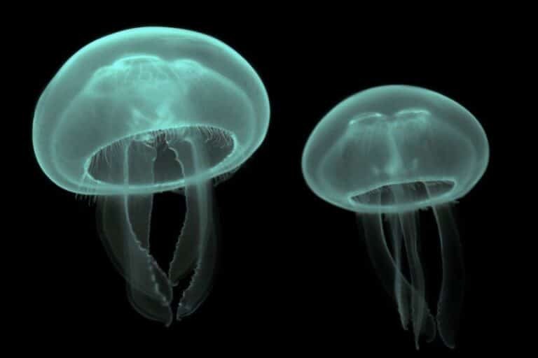 como-las-medusas-inspiran-marcadores-biologicos-para-diagnostico