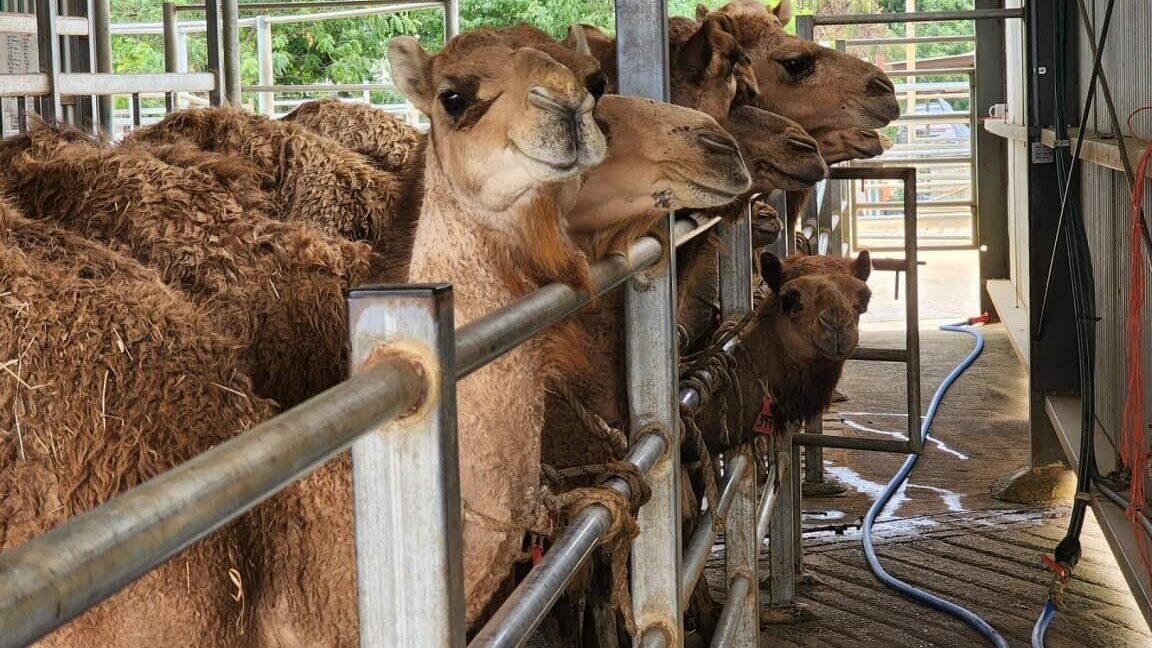 como-los-camellos-inspiran-nuevos-tratamientos-para-la-diabetes