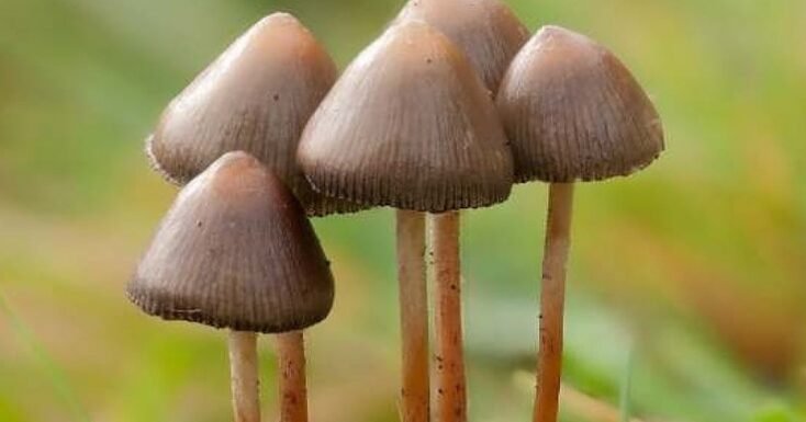 como-los-hongos-alucinogenos-inspiran-nuevos-tratamientos-para-la-depresion