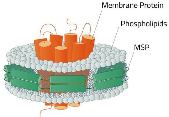 como-los-nanodiscos-transportan-lipidos-y-farmacos
