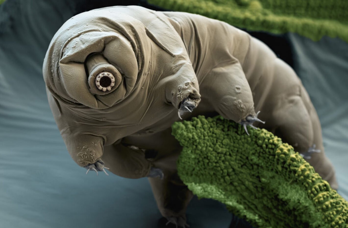 como-los-tardigrados-inspiran-la-conservacion-de-medicamentos-sin-frio