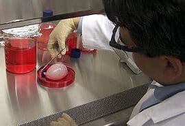 como-se-disenan-vejigas-artificiales-en-laboratorio