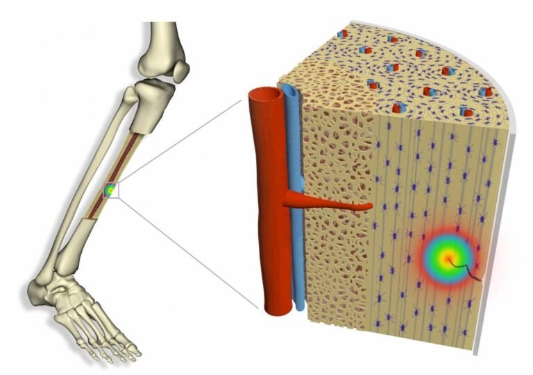 como-se-usan-los-campos-electricos-para-regenerar-tejidos