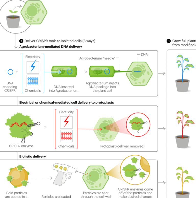 como-se-utilizan-las-plantas-transgenicas-para-cultivar-vacunas