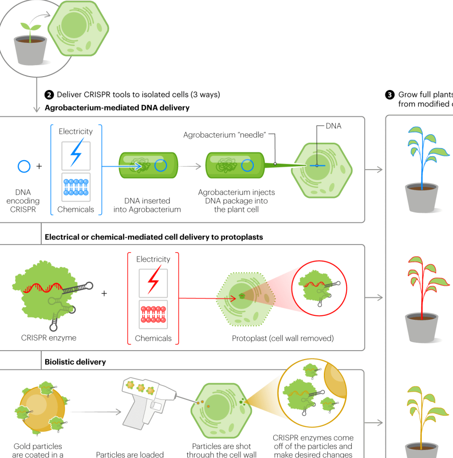 como-se-utilizan-las-plantas-transgenicas-para-cultivar-vacunas