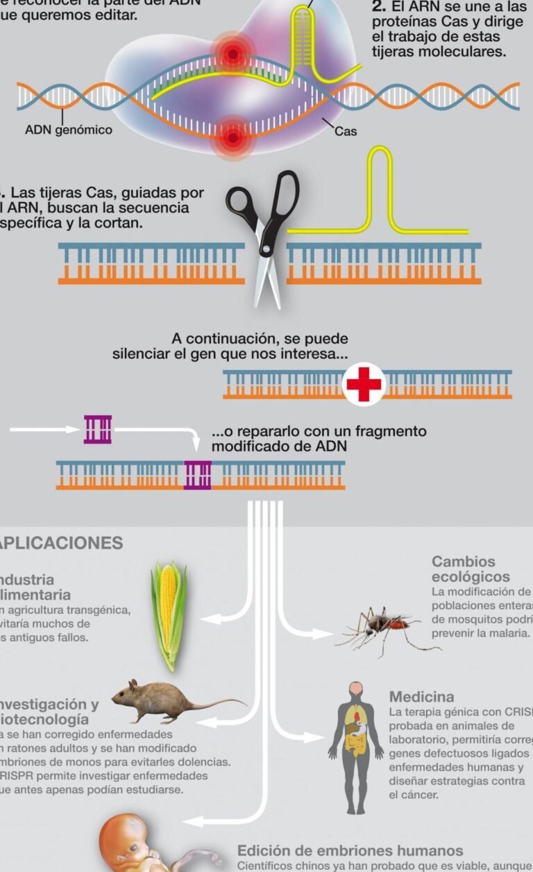 crispr-explicada-la-herramienta-que-edita-el-adn-humano