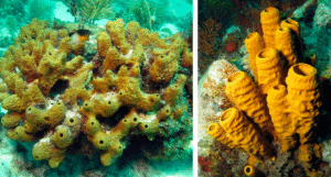 desarrollo-de-farmacos-a-partir-de-esponjas-marinas-y-corales