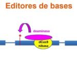 edicion-de-bases-una-version-mas-precisa-de-crispr