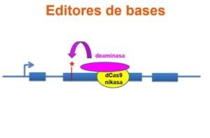 edicion-de-bases-una-version-mas-precisa-de-crispr