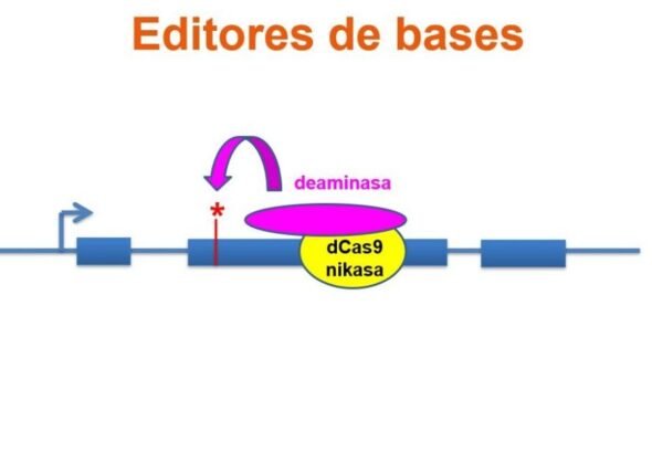 edicion-de-bases-una-version-mas-precisa-de-crispr
