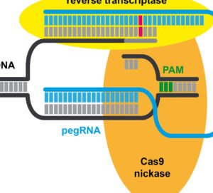edicion-primaria-prime-editing-el-procesador-de-textos-del-adn