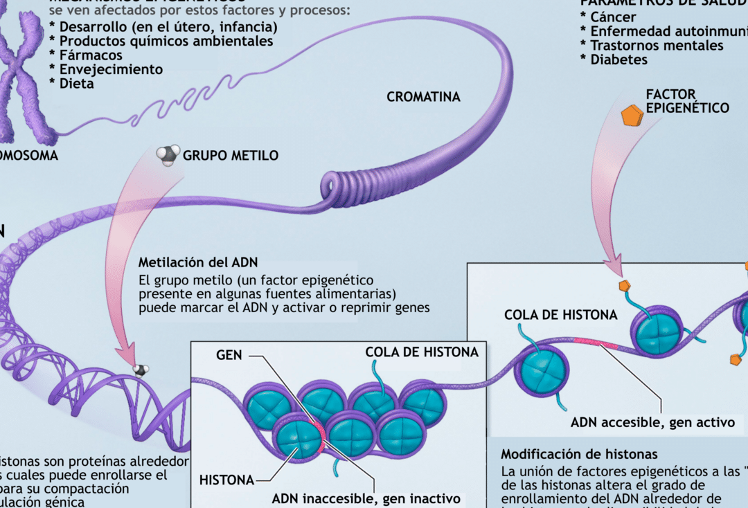 el-impacto-de-la-epigenetica-en-la-respuesta-a-farmacos