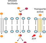 el-papel-de-los-transportadores-de-membrana-en-la-farmacogenomica