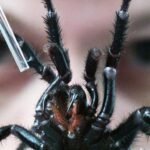 el-potencial-de-los-venenos-de-arana-para-proteger-neuronas