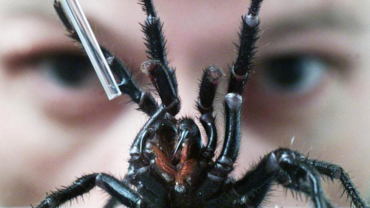 el-potencial-de-los-venenos-de-arana-para-proteger-neuronas