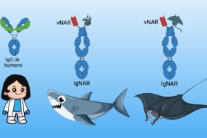 el-sistema-inmunologico-del-tiburon-y-su-impacto-en-farmacos-antivirales
