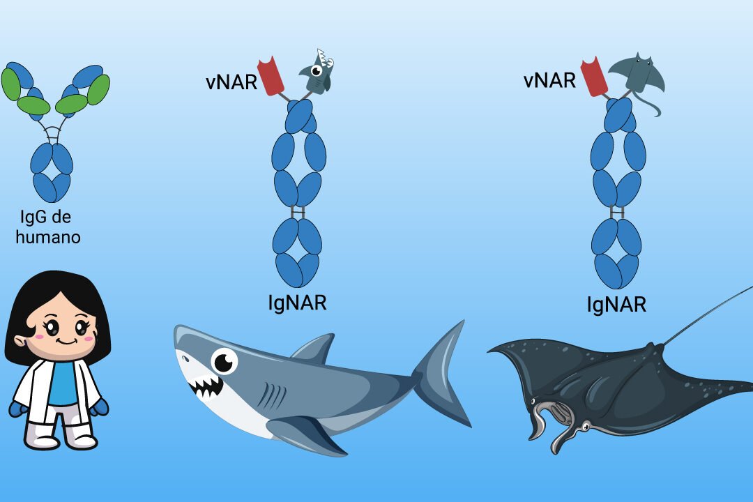 el-sistema-inmunologico-del-tiburon-y-su-impacto-en-farmacos-antivirales