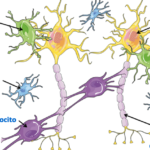 el-uso-de-celulas-madre-en-la-paralisis-cerebral