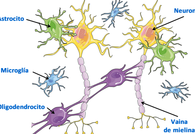 el-uso-de-celulas-madre-en-la-paralisis-cerebral