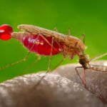 el-uso-de-la-edicion-genetica-para-combatir-la-malaria