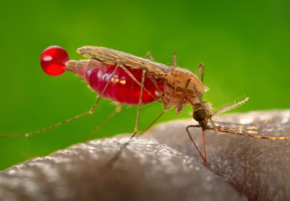 el-uso-de-la-edicion-genetica-para-combatir-la-malaria