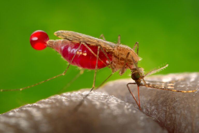 el-uso-de-la-edicion-genetica-para-combatir-la-malaria