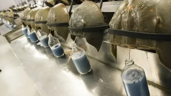 el-uso-de-la-sangre-del-cangrejo-herradura-en-la-seguridad-de-vacunas