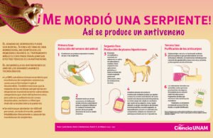 el-uso-de-veneno-de-serpiente-en-el-desarrollo-de-analgesicos-potentes