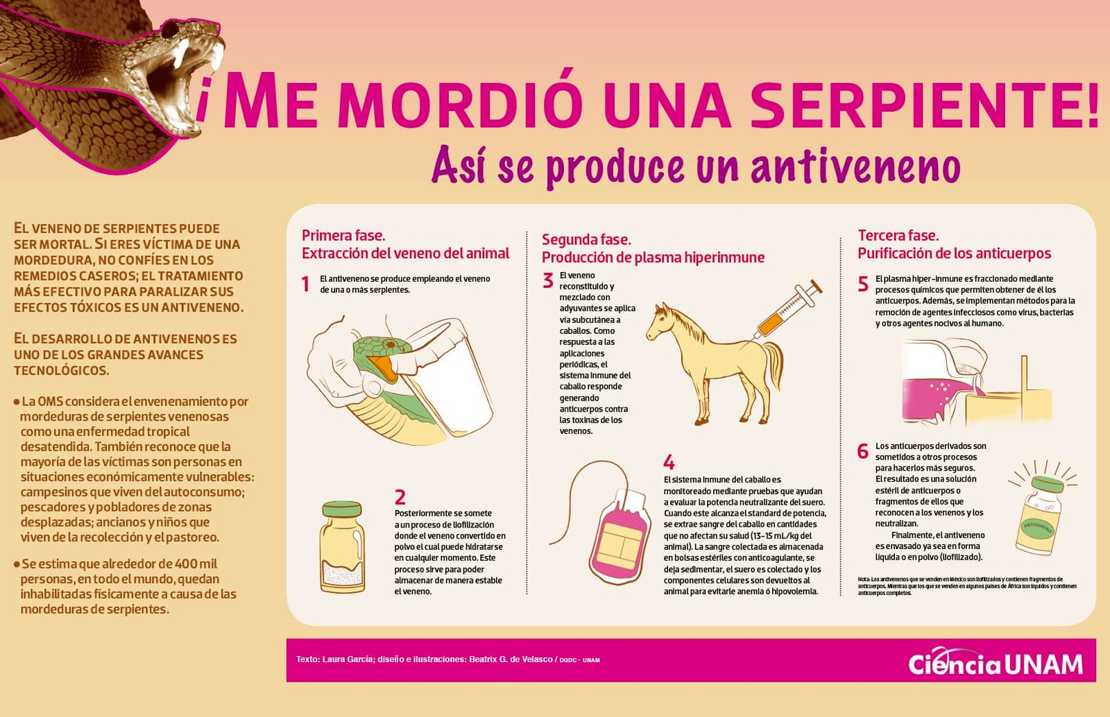 el-uso-de-veneno-de-serpiente-en-el-desarrollo-de-analgesicos-potentes