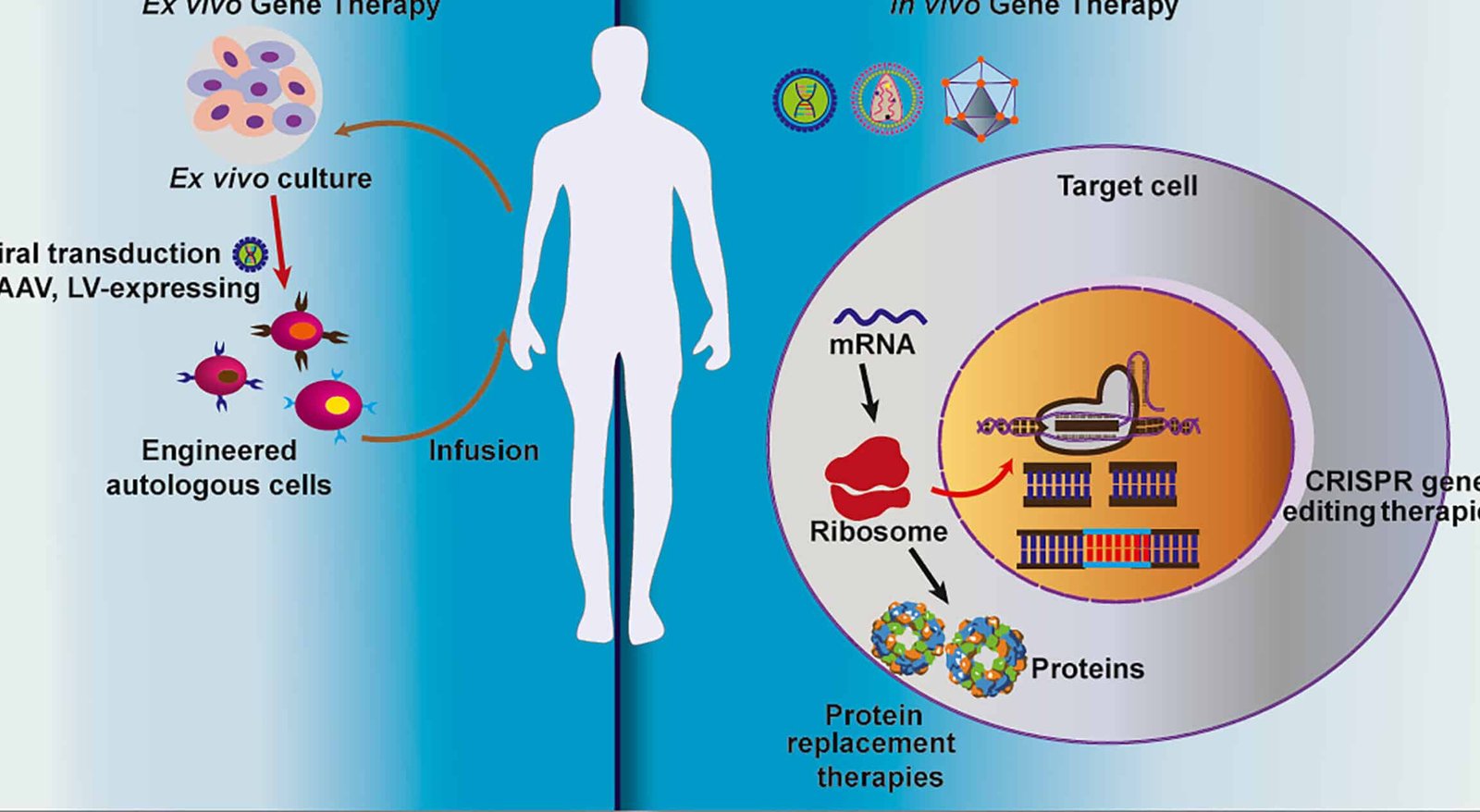 ex-vivo-vs-in-vivo-diferencias-en-terapia-genica