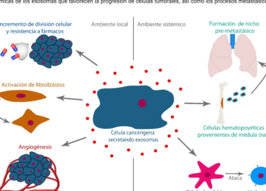 exosomas-el-sistema-de-mensajeria-celular-usado-para-enviar-farmacos