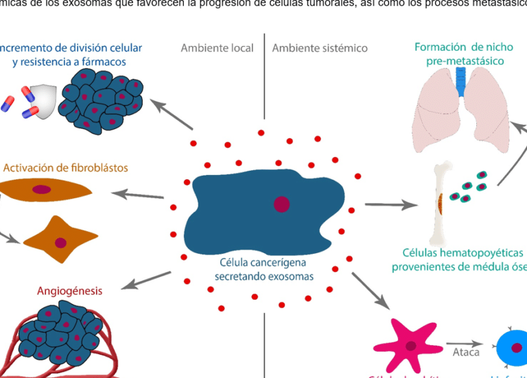 exosomas-el-sistema-de-mensajeria-celular-usado-para-enviar-farmacos