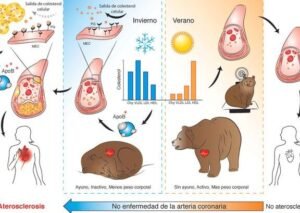 farmacos-inspirados-en-la-hibernacion-de-los-osos-para-el-corazon