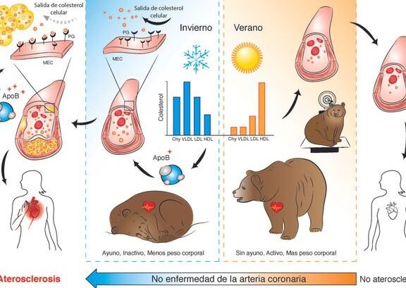 farmacos-inspirados-en-la-hibernacion-de-los-osos-para-el-corazon