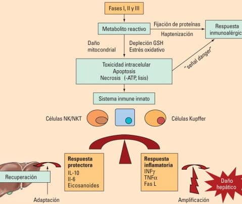 genes-que-predicen-la-toxicidad-hepatica-por-medicamentos