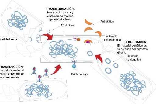 la-crisis-de-la-resistencia-antimicrobiana-y-las-soluciones-biologicas