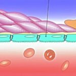 la-importancia-de-la-barrera-hematoencefalica-en-el-diseno-de-farmacos