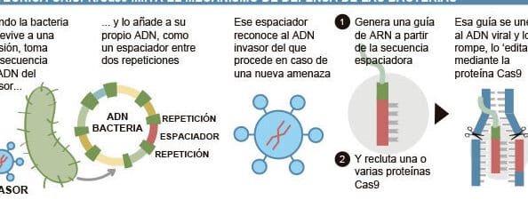 la-lucha-contra-la-distrofia-muscular-mediante-edicion-genetica