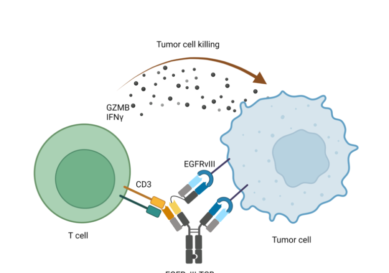 la-revolucion-de-los-anticuerpos-biespecificos-en-oncologia
