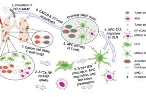 nanoparticulas-inhalables-para-tratar-enfermedades-pulmonares