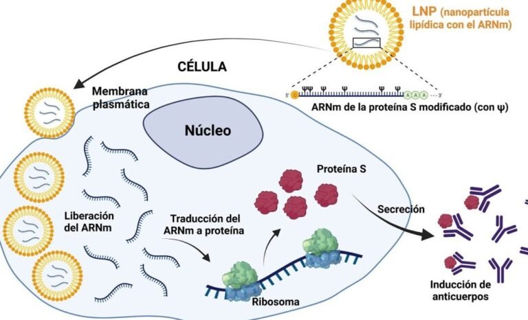 nanoparticulas-lipidicas-los-heroes-detras-de-las-vacunas-arnm