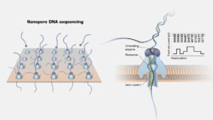 nanoporos-para-la-secuenciacion-de-adn-ultra-rapida